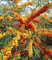 Duindoornbes 'Orange Energy® '