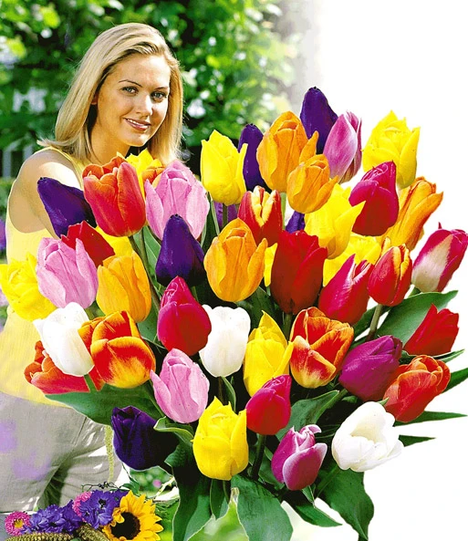 Snijtulpen Mix 1 Snijtulpen Mix