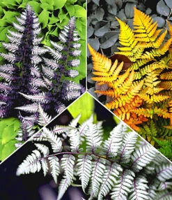 Japanse Juwelen: Varen Collectie