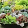 Winterharde Sedum Mix