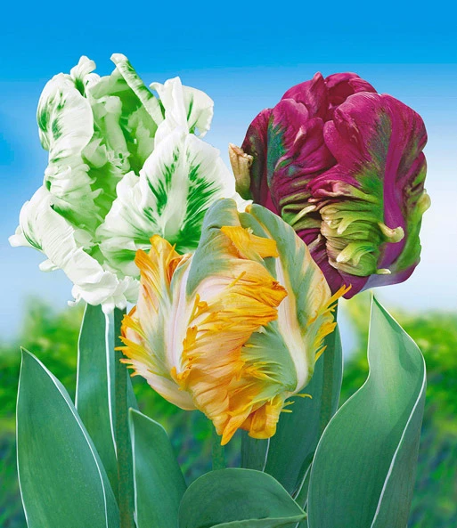 Papegaai Tulpen Collectie 1 Papegaai Tulpen Collectie