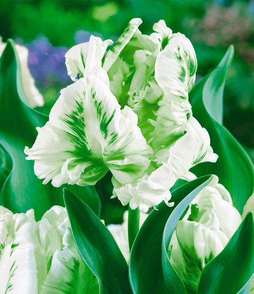 Papegaai Tulpen Collectie 2 Papegaai Tulpen Collectie – Bild 2