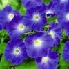 Klimmende Winde 'Blue Hardy'