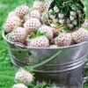 Witte Ananas-Aardbei 'Natural White'