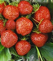 Aardbeien Rariteiten Collectie 'Sengana Selektion® & Natural White' 3 Aardbeien Rariteiten Collectie 'Sengana Selektion® & Natural White' – Bild 3