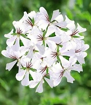 Tiroolse Hanggeranium Collectie 3 Tiroolse Hanggeranium Collectie – Bild 3