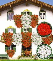 Tiroolse Hanggeranium Collectie