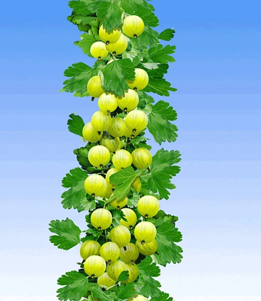 Gele Zuilkruisbes 1 Gele Zuilkruisbes