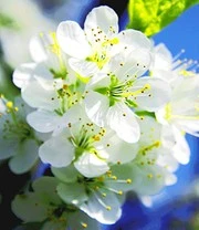 'Cherrykose®' 3 'Cherrykose®' – Bild 3