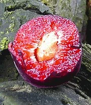 'Cherrykose®' 4 'Cherrykose®' – Bild 4