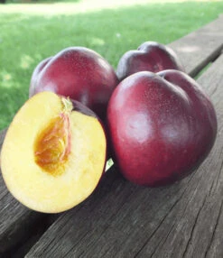 Zuilnectarine 'Licecol®' -Planten Verkaufsgeschäft 8901198741534
