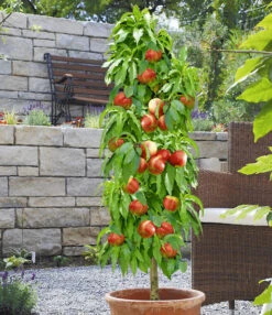 Zuilnectarine 'Licecol®'