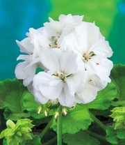 Staande Balkongeraniums Collectie 4 Staande Balkongeraniums Collectie – Bild 4