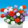 Staande Balkongeraniums Collectie