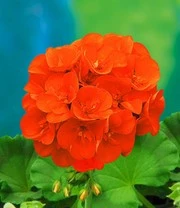 Staande Balkongeraniums Collectie 3 Staande Balkongeraniums Collectie – Bild 3