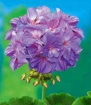 Staande Balkongeraniums Collectie 5 Staande Balkongeraniums Collectie – Bild 5