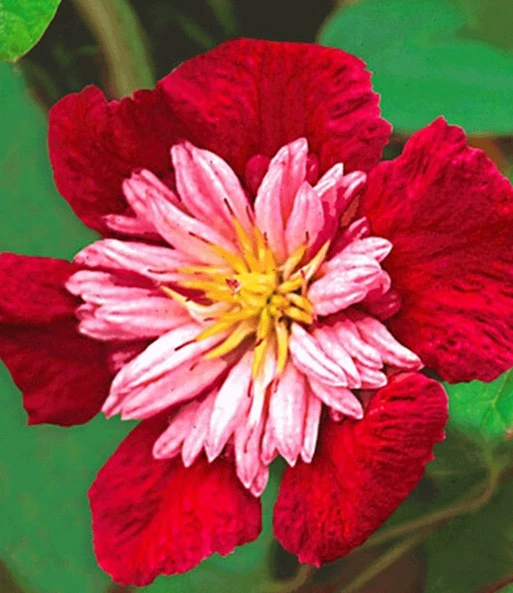 Set Clematis 'Avant Garde TM' & Klimroos 'Parure D'or®' 2 Set Clematis 'Avant Garde TM' & Klimroos 'Parure D'or®' – Bild 2