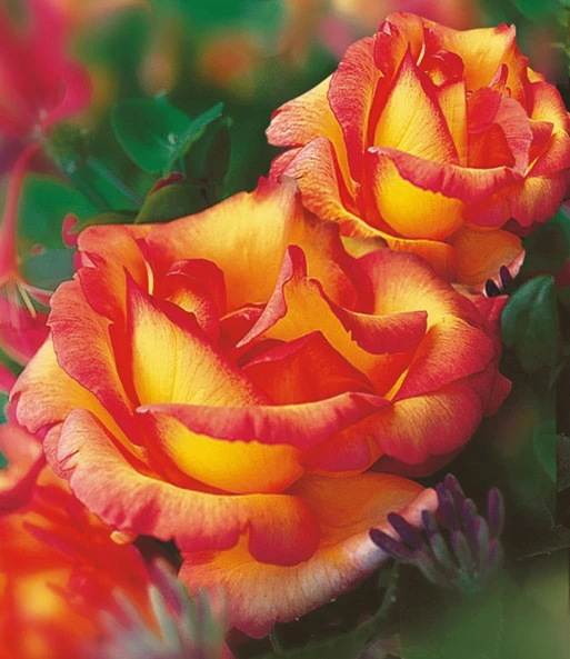 Set Clematis 'Avant Garde TM' & Klimroos 'Parure D'or®' 3 Set Clematis 'Avant Garde TM' & Klimroos 'Parure D'or®' – Bild 3