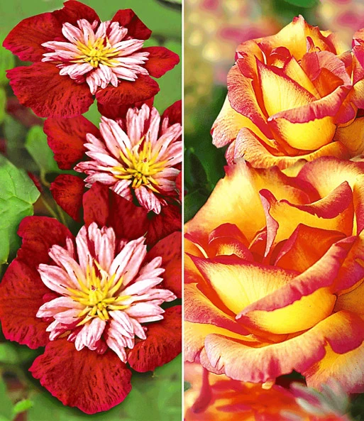 Set Clematis 'Avant Garde TM' & Klimroos 'Parure D'or®' 1 Set Clematis 'Avant Garde TM' & Klimroos 'Parure D'or®'