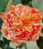 Klimroos 'Papi Delbard®' 3 Klimroos 'Papi Delbard®' – Bild 3