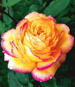 Collectie 'Parfumrozen' 9 Collectie 'Parfumrozen' -Planten Verkaufsgeschäft 8901302714398