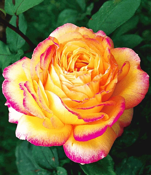 Collectie 'Parfumrozen' 5 Collectie 'Parfumrozen' – Bild 5