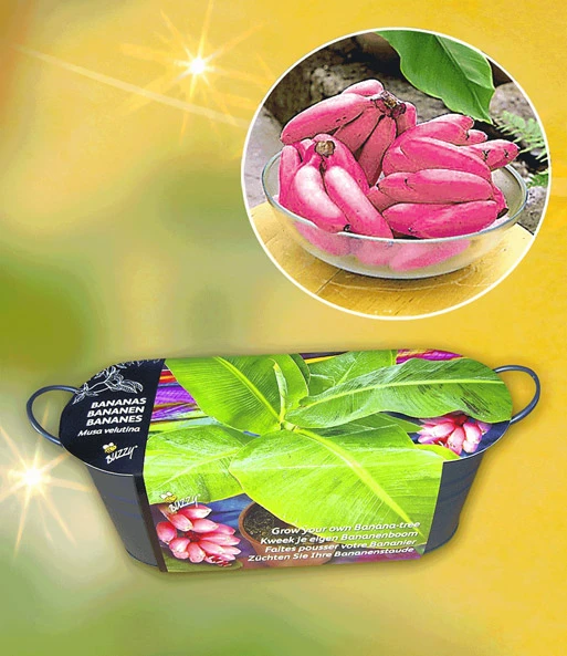 Buzzy 'Banaan' 1 Buzzy 'Banaan'