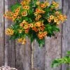 Campsis Stammetje 'Indian Summer®',1 Plant