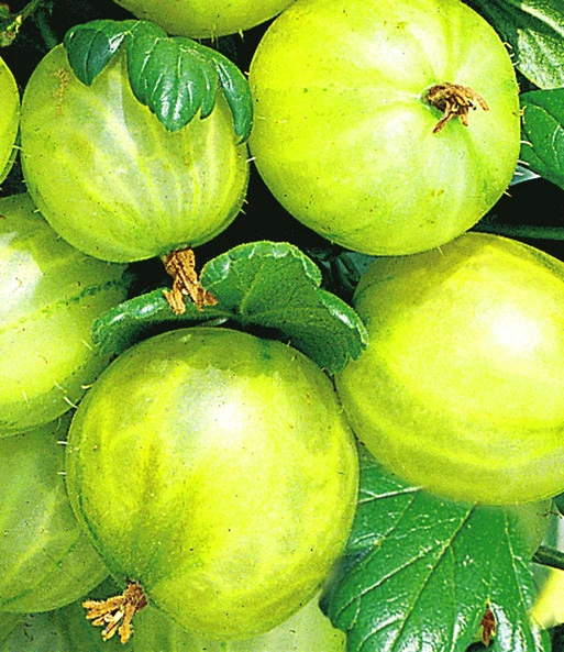 Kruisbesstammetje 'Gele Invicta®' 1 Kruisbesstammetje 'Gele Invicta®'