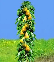 Zuilfruit Collectie Peer & Appel 3 Zuilfruit Collectie Peer & Appel – Bild 3