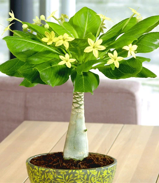 Kamerplanten Collectie 2 Kamerplanten Collectie – Bild 2