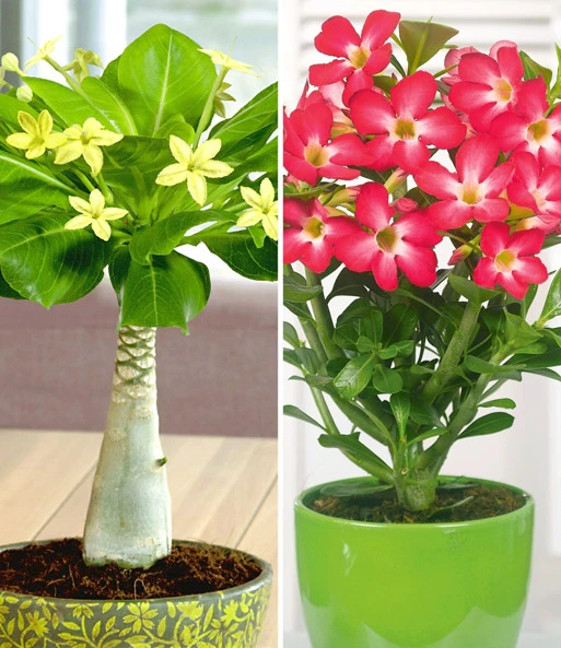 Kamerplanten Collectie 1 Kamerplanten Collectie