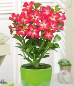 Kamerplanten Collectie 5 Kamerplanten Collectie -Planten Verkaufsgeschäft 8901572591646