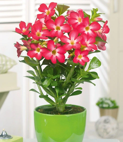 Kamerplanten Collectie 3 Kamerplanten Collectie – Bild 3