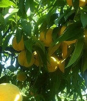 Perzik-Abrikoos 'Honeymoon' 3 Perzik-Abrikoos 'Honeymoon' – Bild 3