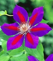 Clematis Rariteiten Collectie Voor Een Voordeelprijs 3 Clematis Rariteiten Collectie Voor Een Voordeelprijs – Bild 3