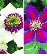 Clematis Rariteiten Collectie Voor Een Voordeelprijs