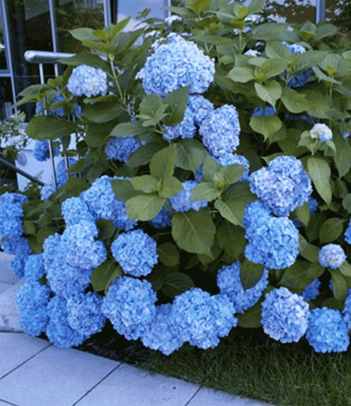 Hortensia Collectie Voor Een Voordeelprijs 2 Hortensia Collectie Voor Een Voordeelprijs – Bild 2
