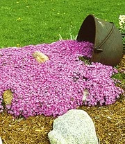 Bodembedekker Collectie 'roze En Blauw' 3 Bodembedekker Collectie 'roze En Blauw' – Bild 3