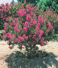 Bloeiende Struiken Collectie -Planten Verkaufsgeschäft 8902124732446