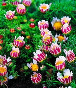 Bloeiende Bodembedekker Collectie 5 Bloeiende Bodembedekker Collectie -Planten Verkaufsgeschäft 8902125453342