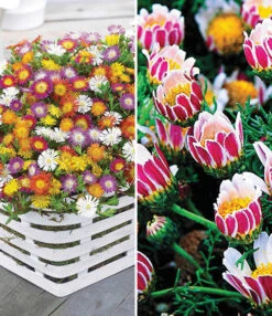 Bloeiende Bodembedekker Collectie