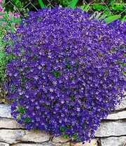 Collectie Bodembedekkers 4 Collectie Bodembedekkers – Bild 4