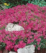 Collectie Bodembedekkers 3 Collectie Bodembedekkers – Bild 3