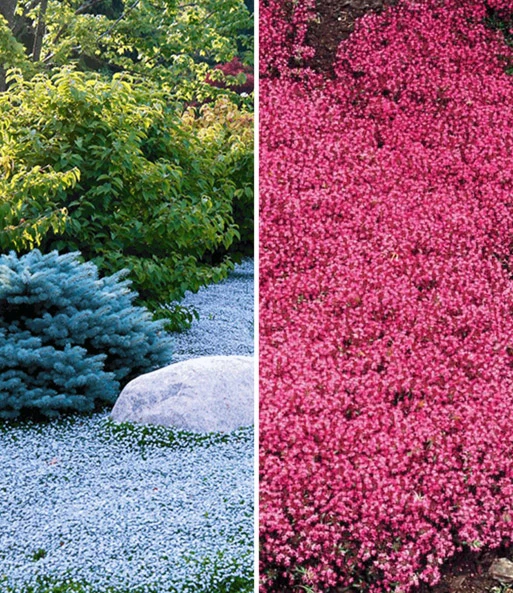 Bodembedekker Collectie Rood En Blauw 1 Bodembedekker Collectie Rood En Blauw