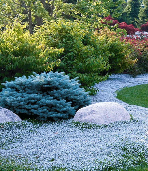 Bodembedekker Collectie Rood En Blauw 2 Bodembedekker Collectie Rood En Blauw – Bild 2