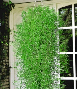 Balkon Collectie 5 Balkon Collectie -Planten Verkaufsgeschäft 8902129778718