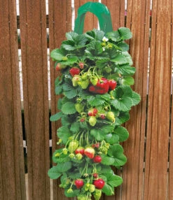 Twee Aardbeien Plantbuidels & 9 Hangaardbeien