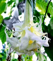 Engelentrompet 'Summer Magic'