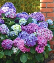 Hortensia 'L.A. Dreamin®' 4 Hortensia 'L.A. Dreamin®' – Bild 4